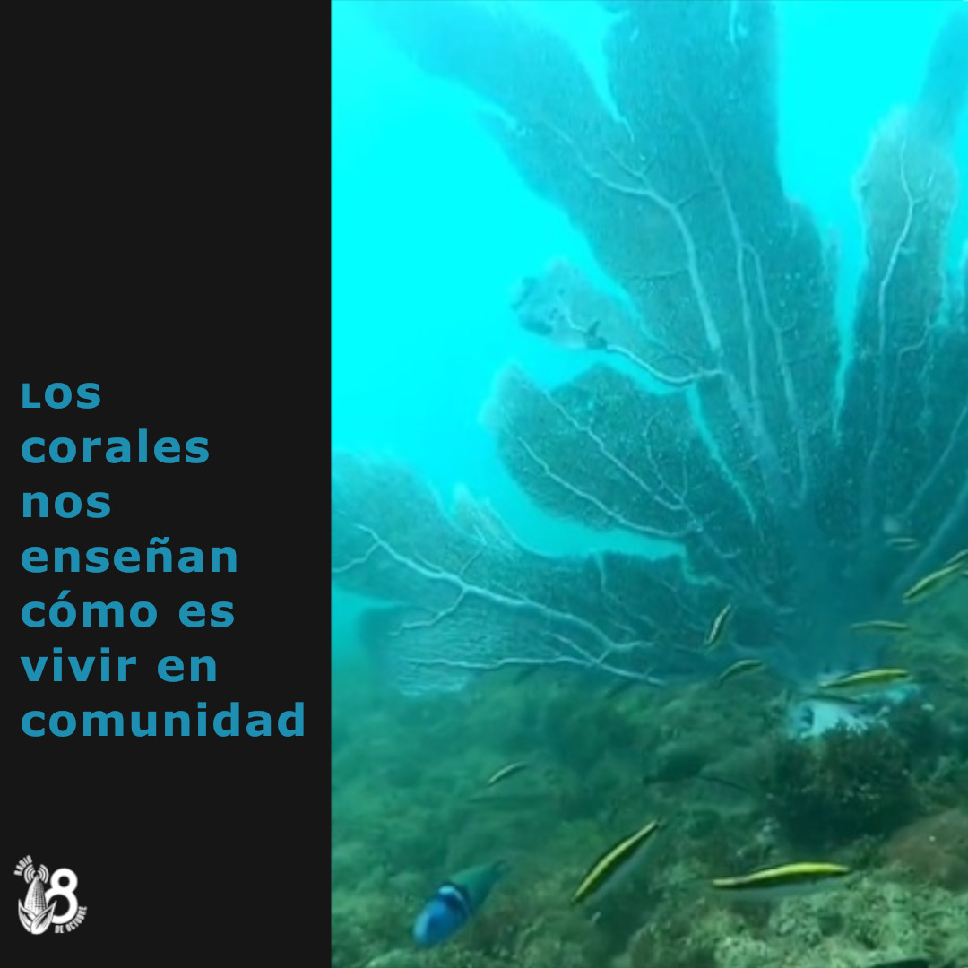 COSTA RICA. Los corales nos enseñan a vivir en comunidad